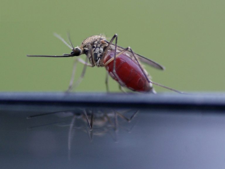 Aedes communis (female)