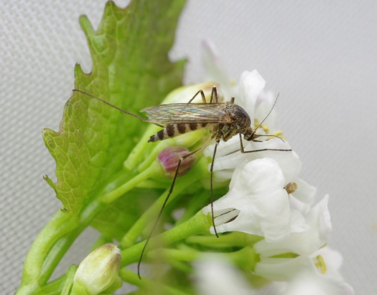 Aedes communis (hona)