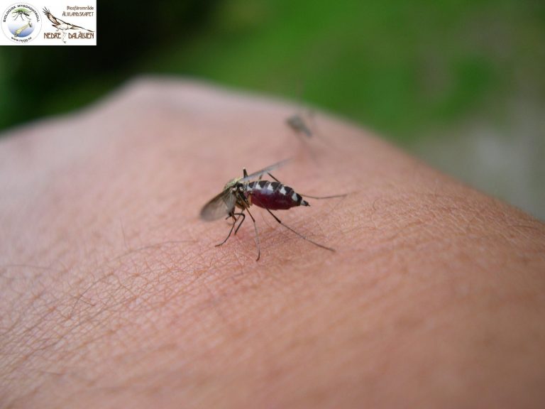 Aedes sticticus (med logga)